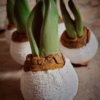 Spring Bulb small - Afbeelding 2