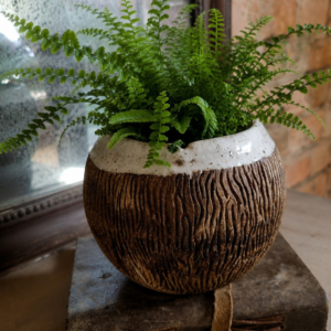 Coconut Bowl