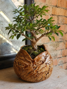 Destino 'Forest Fusion'