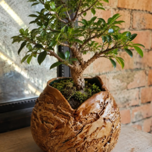 Destino 'Forest Fusion'